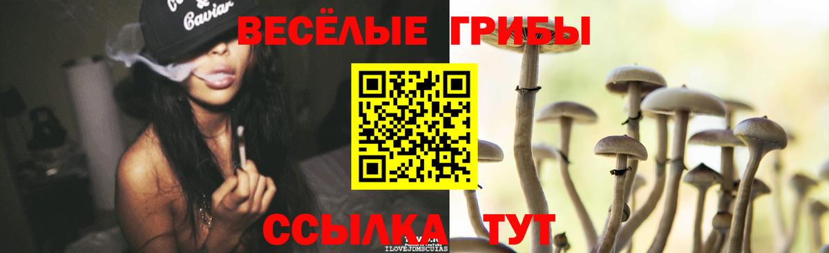 Псилоцибиновые грибы Psilocybine cubensis Горячий Ключ